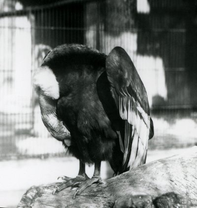 Ein schlafender Andenkondor im London Zoo, 1923 von Frederick William Bond